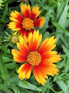 Coreopsis Daybreak 1 gal