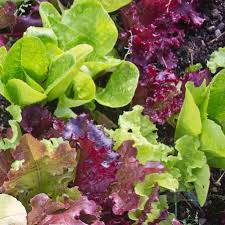 Bistro Salad Blend 6pack