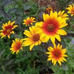 Heliopsis, Burning Hearts 1 gal