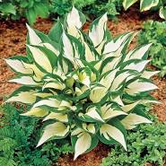 Hosta Loyalist qt