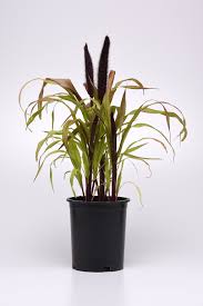 Millet Copper Prince 1 gal