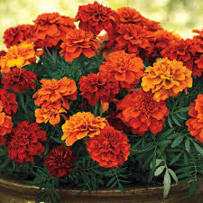 Marigold Fireball 6"