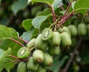Kiwi, Hardy Kiwi Vine &