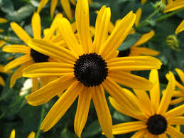 Rudbeckia fulgida qt