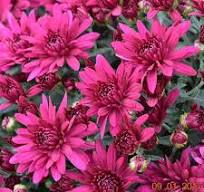 Mum Poppin Purple 4.5in