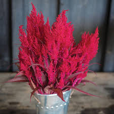 Celosia Dragon&