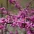 Redbud Native Eastern 