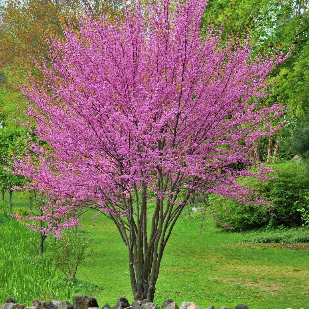 Redbud Native Eastern MS 