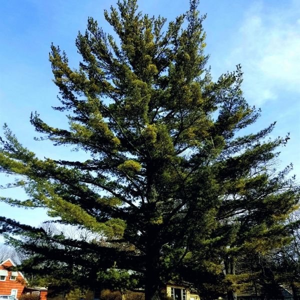 Pine White 