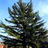 Pine White 