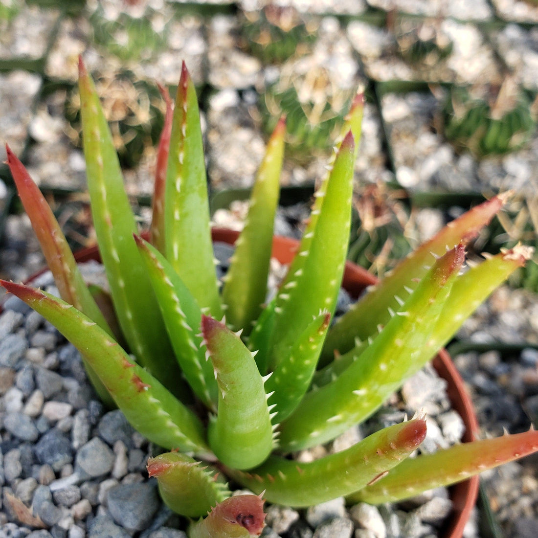 4" Aloe plant photo