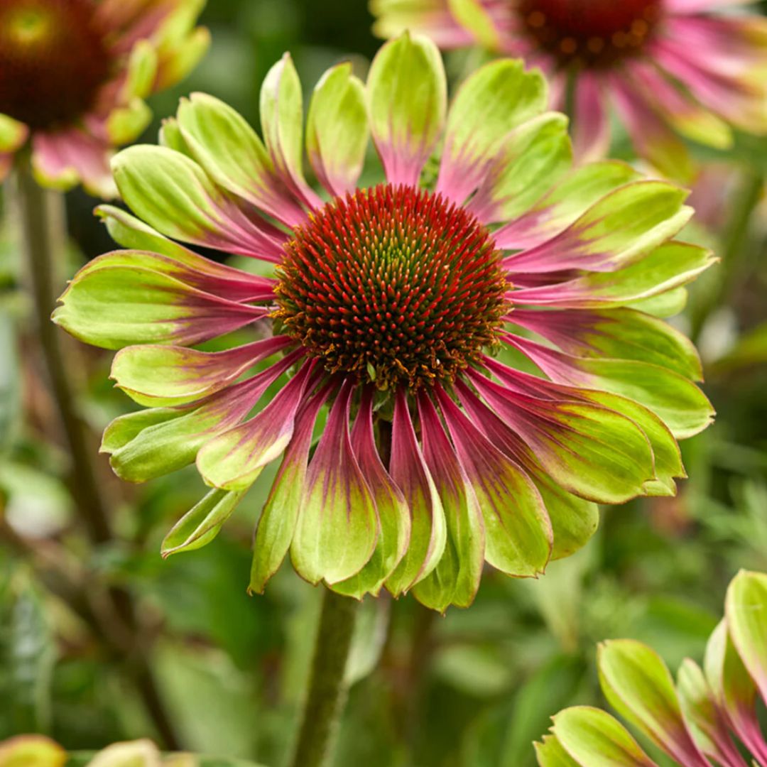 Green Twister Coneflower 