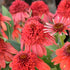 Echinacea Double Dipped 1 gal plant photo