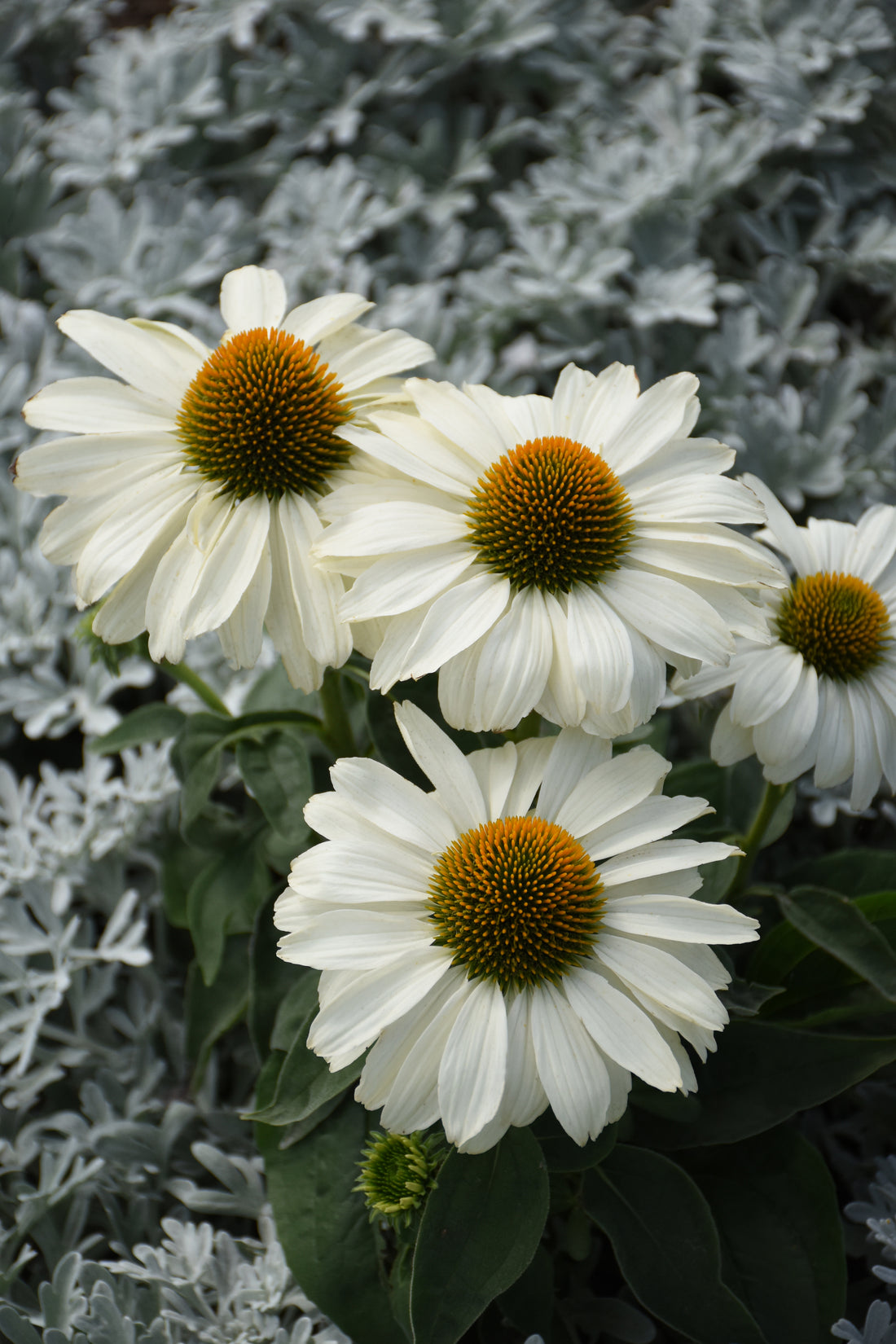 Echinacea The Price is White 1 gal plant photo