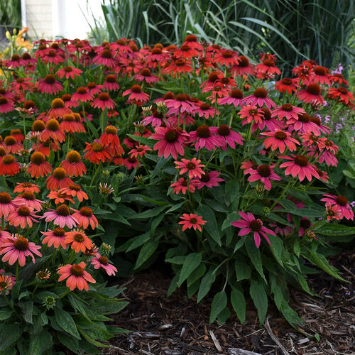 Echinacea Summer Song Firefinch