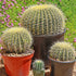 4" Cactus plant photo