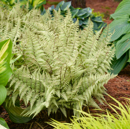 Fern Ghost Fern 1 gal plant photo