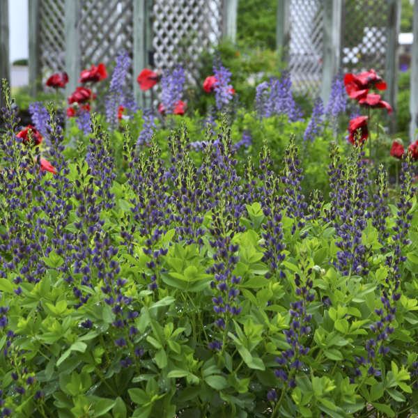 Baptisia Indigo Spires 1 gal plant photo