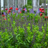 Baptisia Indigo Spires 1 gal plant photo