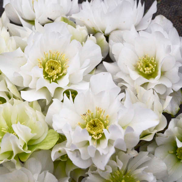 Helleborus Wedding Bells 
