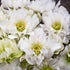 Helleborus Wedding Bells 