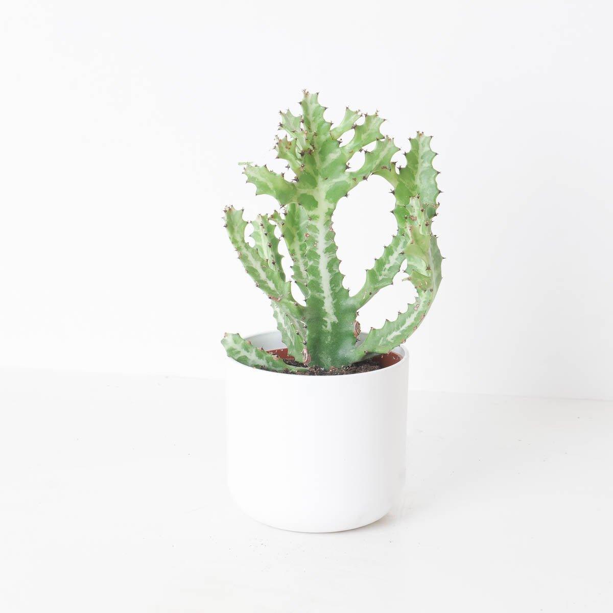 4" Euphorbia Lactea plant photo