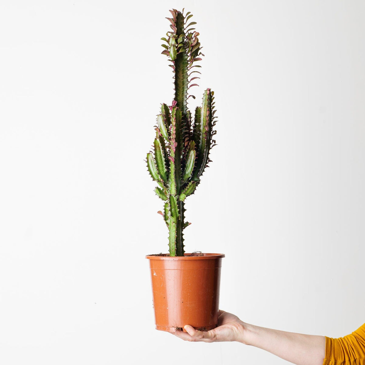 14" Euphorbia Trigona Rubra plant photo