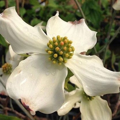 Dogwood &