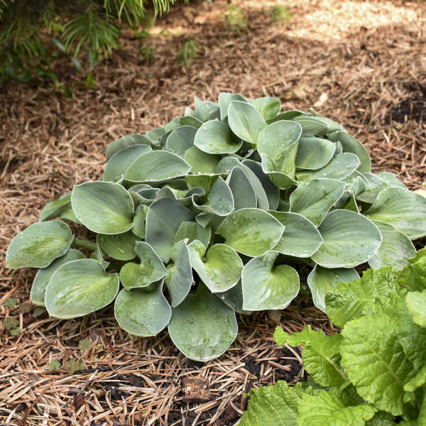 Hosta Blue Mouse Ears 1 gal plant photo