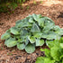 Hosta Blue Mouse Ears 1 gal plant photo