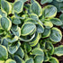 Hosta Mighty Mouse 1 gal plant photo