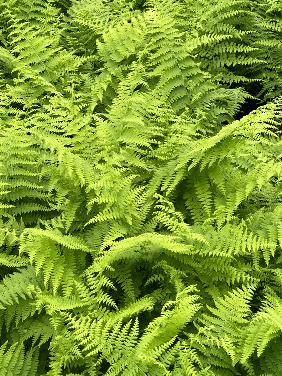 Hayscented Fern 