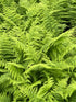 Hayscented Fern 
