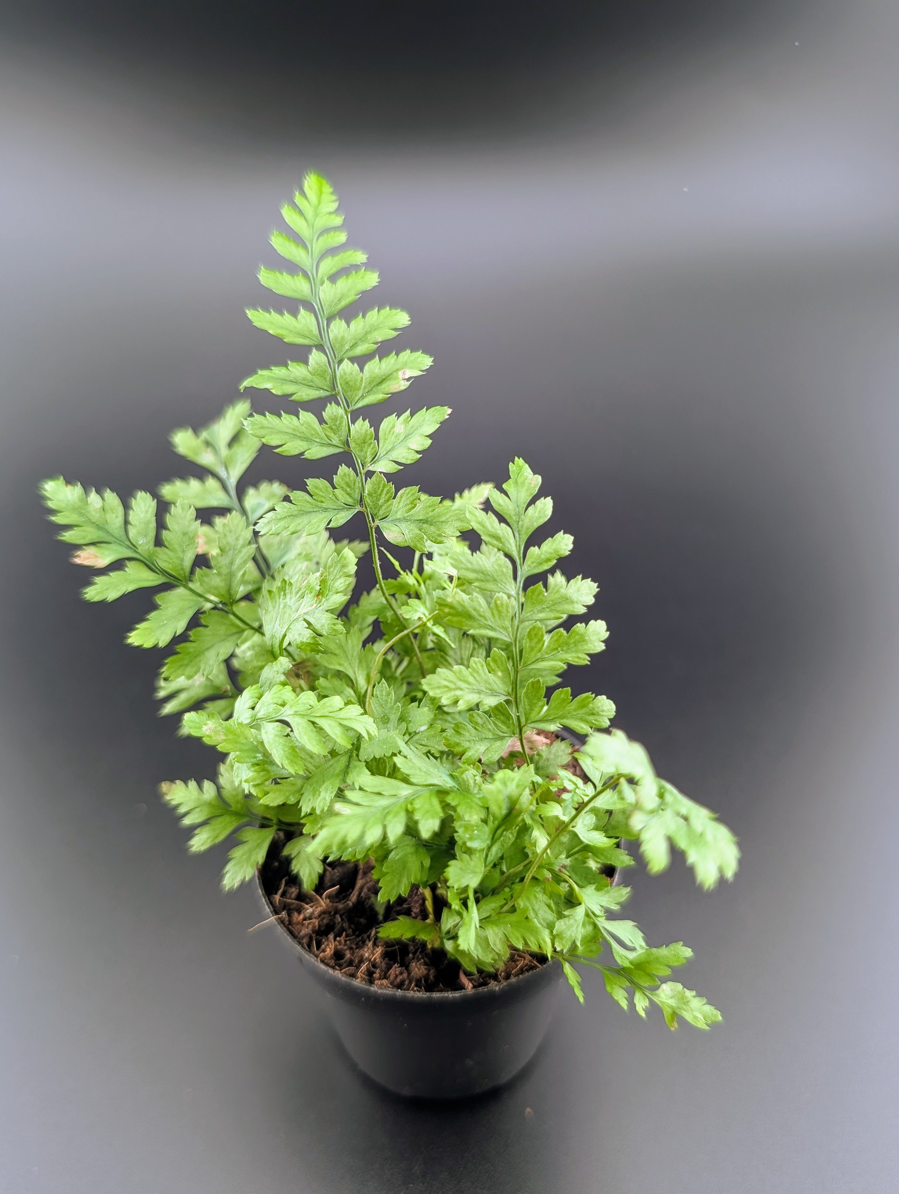 6" Fern plant photo