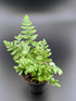 6" Fern plant photo