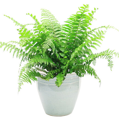 12" Fern Macho HB plant photo