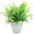12" Fern Macho HB plant photo