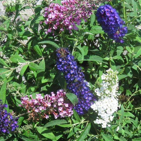 Butterfly Bush &