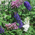 Butterfly Bush &