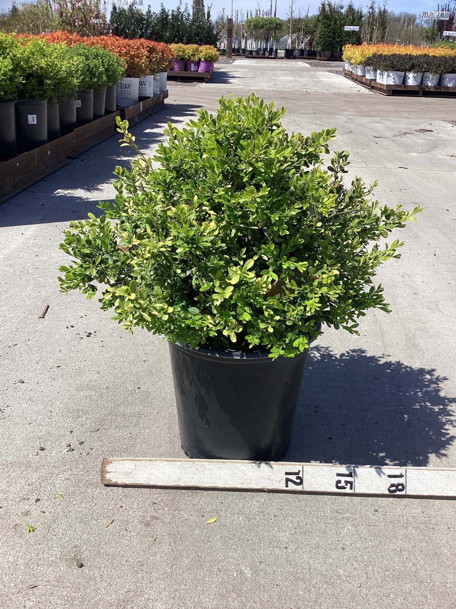 Boxwood &
