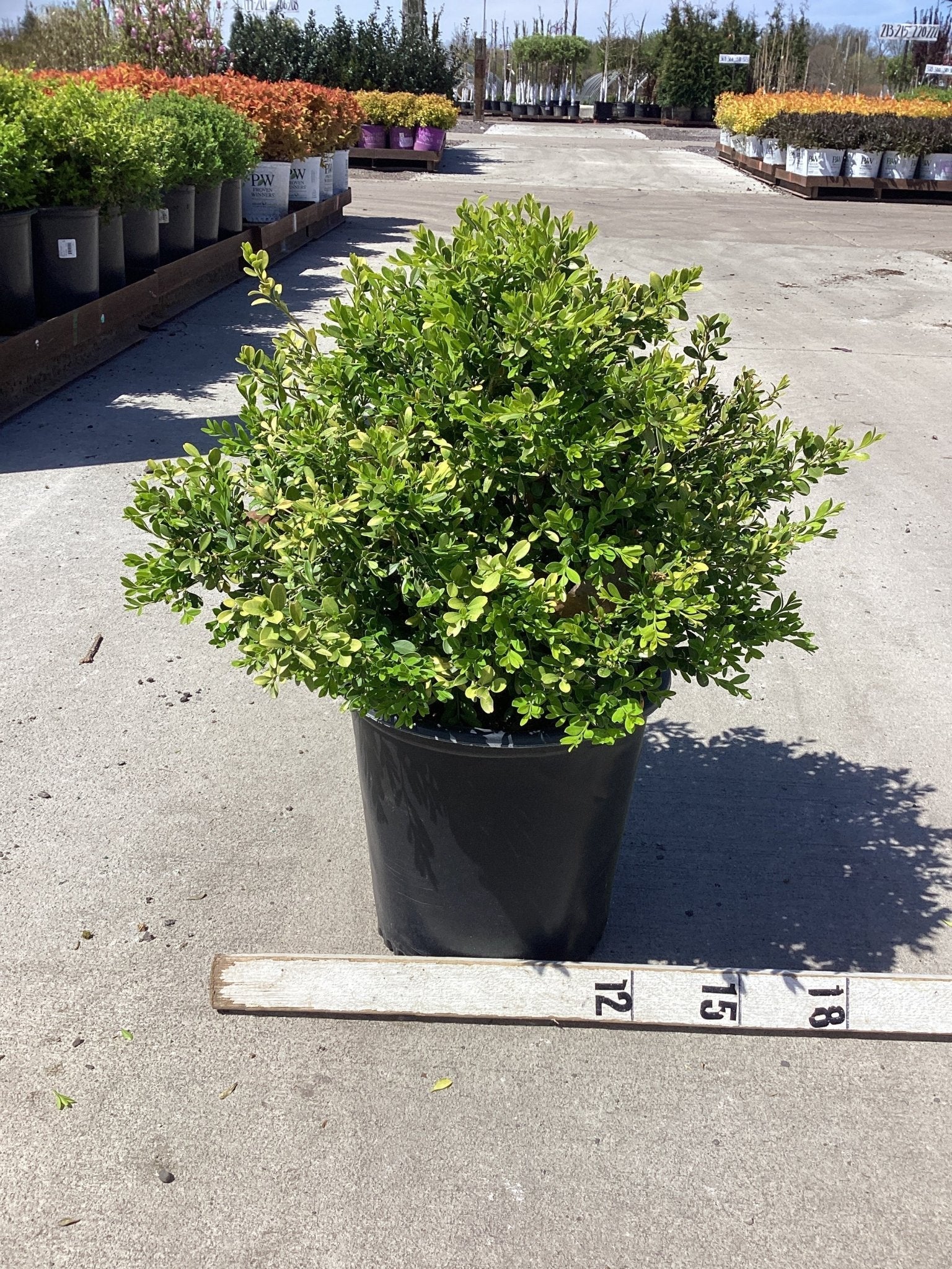 Boxwood &