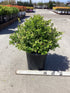 Boxwood &