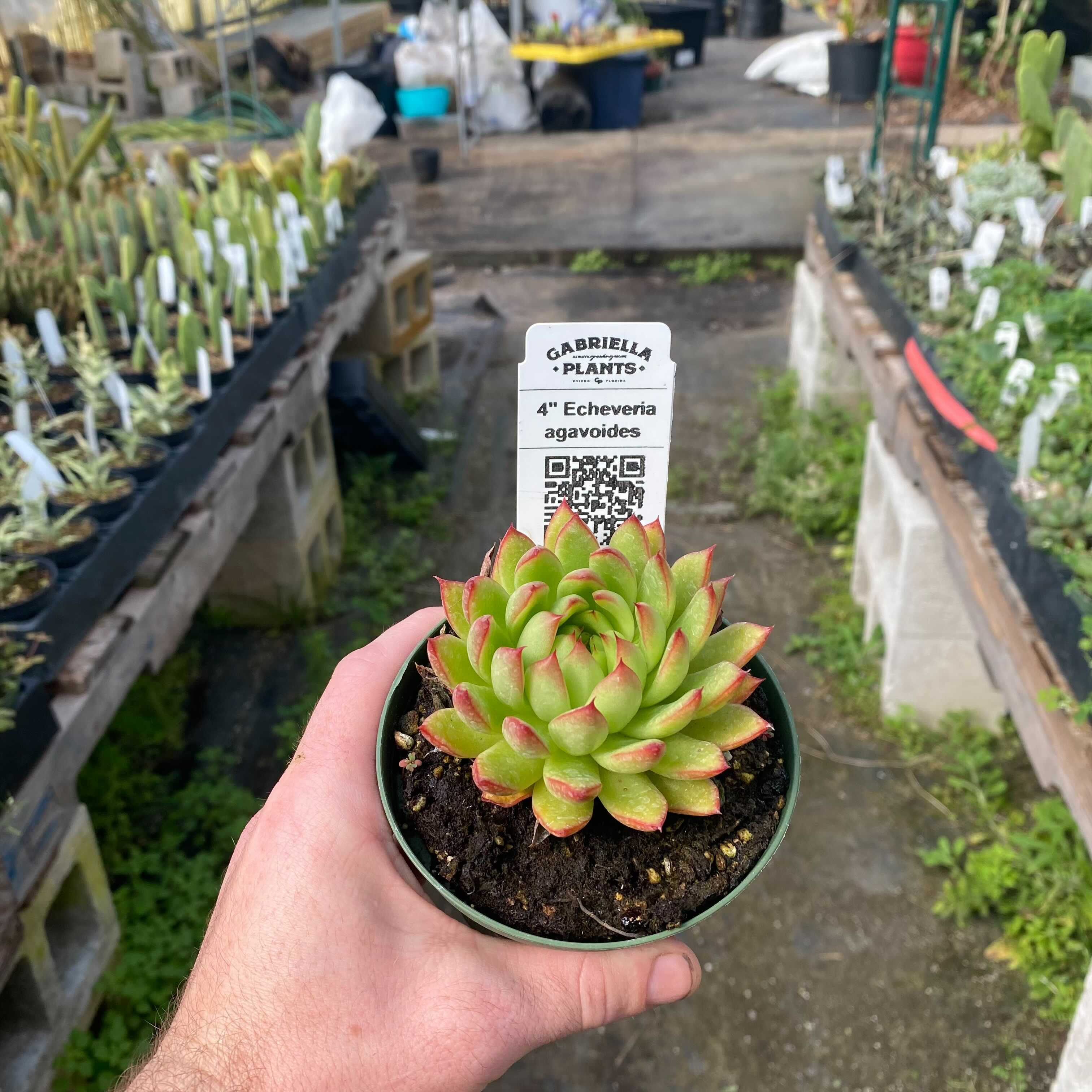 4" Succulent Echeveria plant photo
