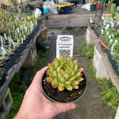 4" Succulent Echeveria plant photo