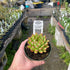 4" Succulent Echeveria plant photo