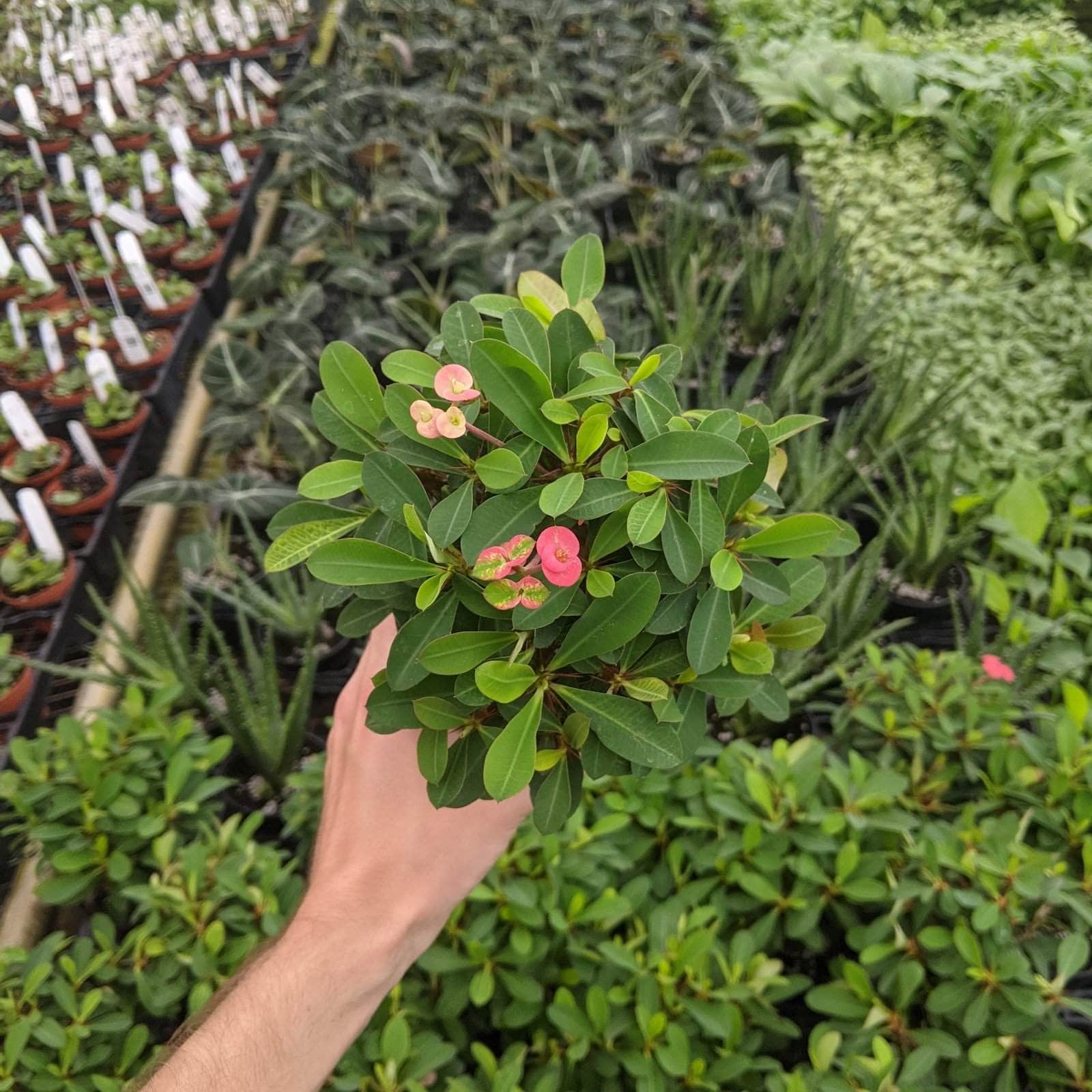 6" Cactus Crown of Thorns plant photo