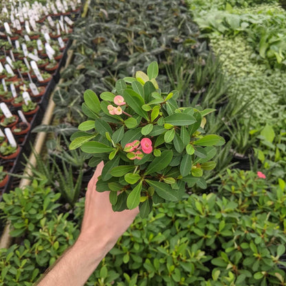 6" Cactus Crown of Thorns plant photo