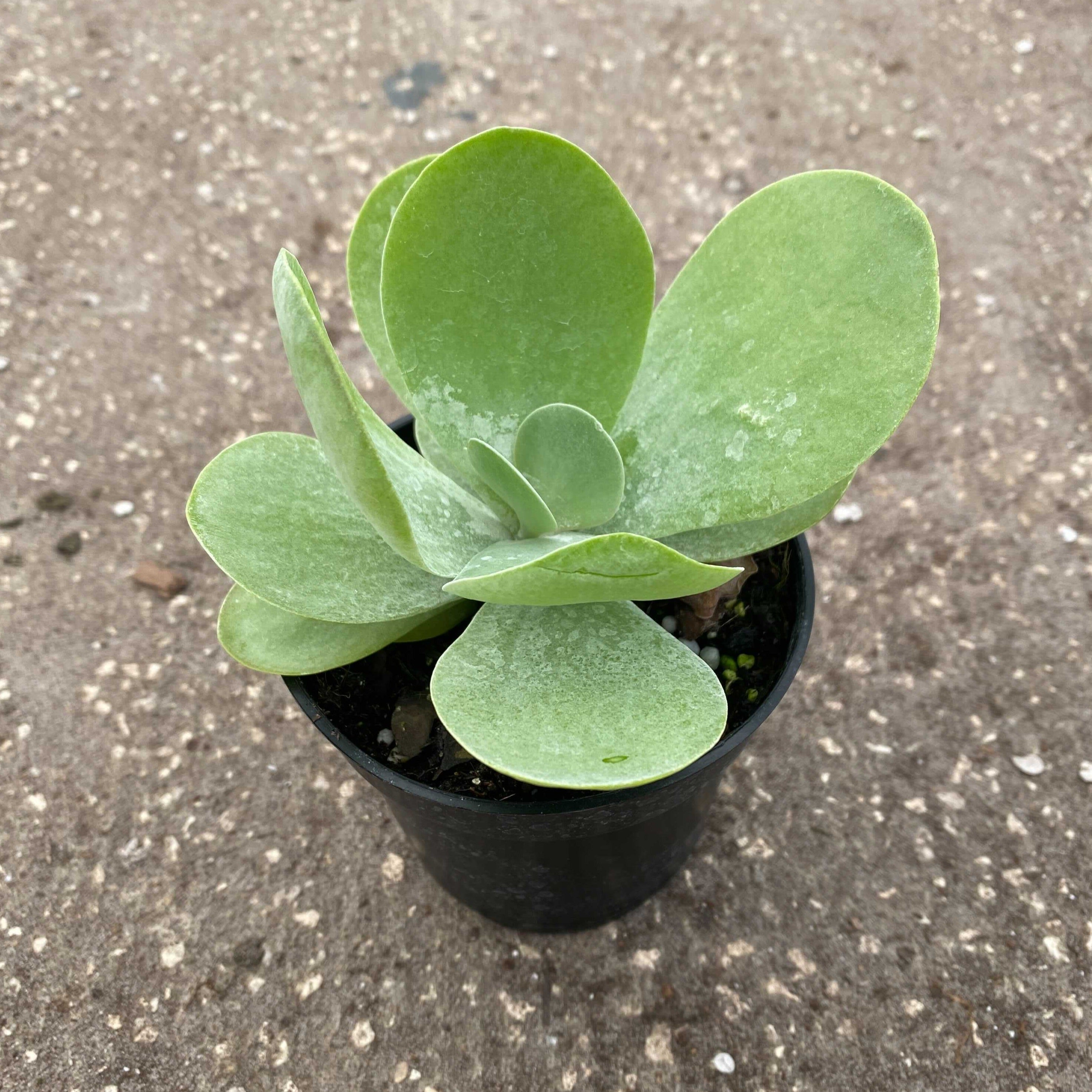 2" Kalanchoe plant photo