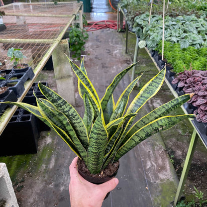 14" Sansevieria plant photo