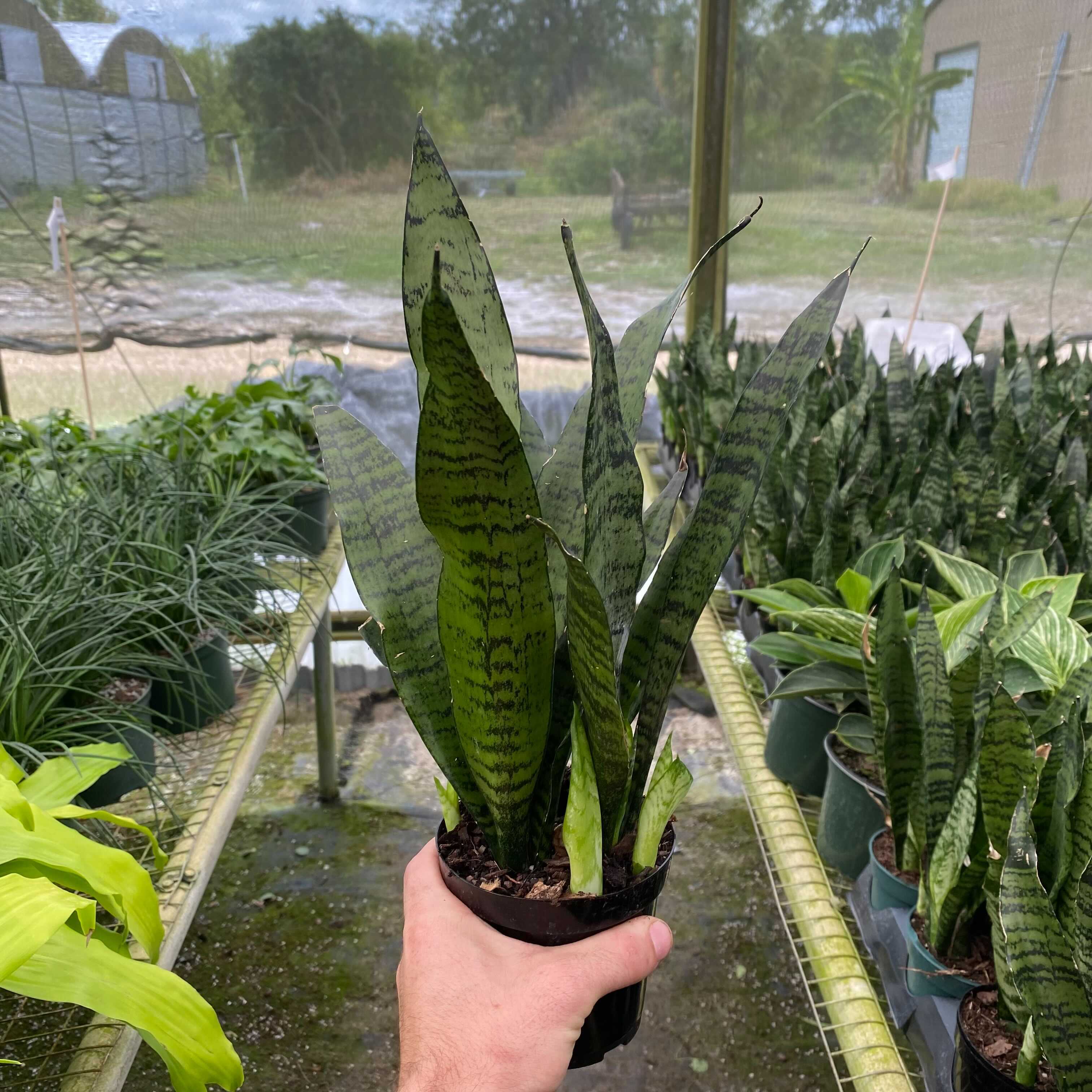 8" Sansevieria plant photo
